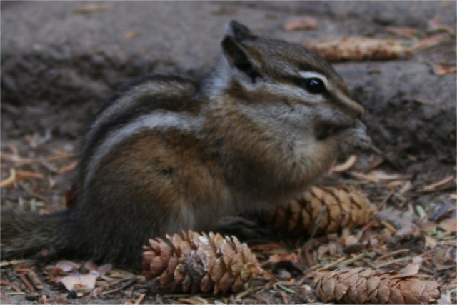 Chipmunk